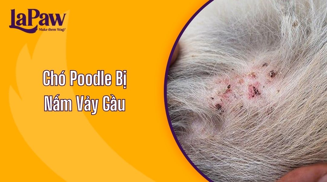 Chó Poodle Bị Nấm Vảy Gầu