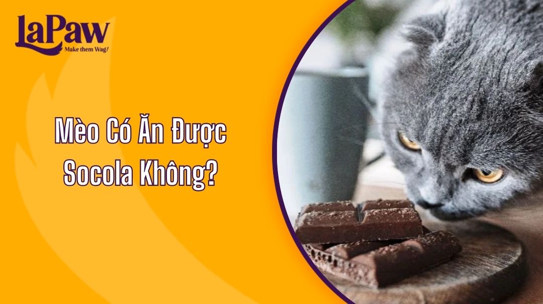 Mèo Có Ăn Được Socola Không?