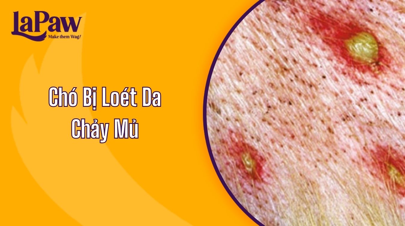 chó bị loét da chảy mủ