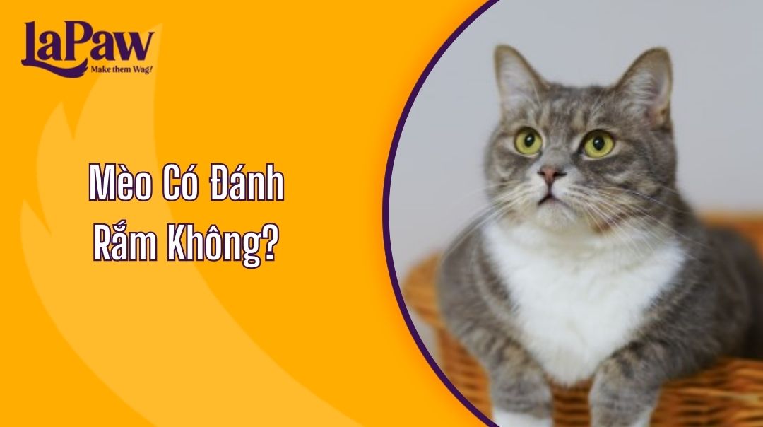 mèo có đánh rắm không