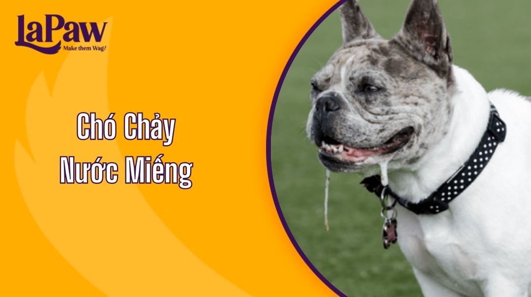 Chó Chảy Nước Miếng