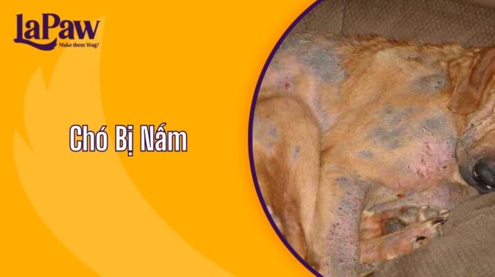 Chó Bị Nấm Có Nguy Hiểm Không?