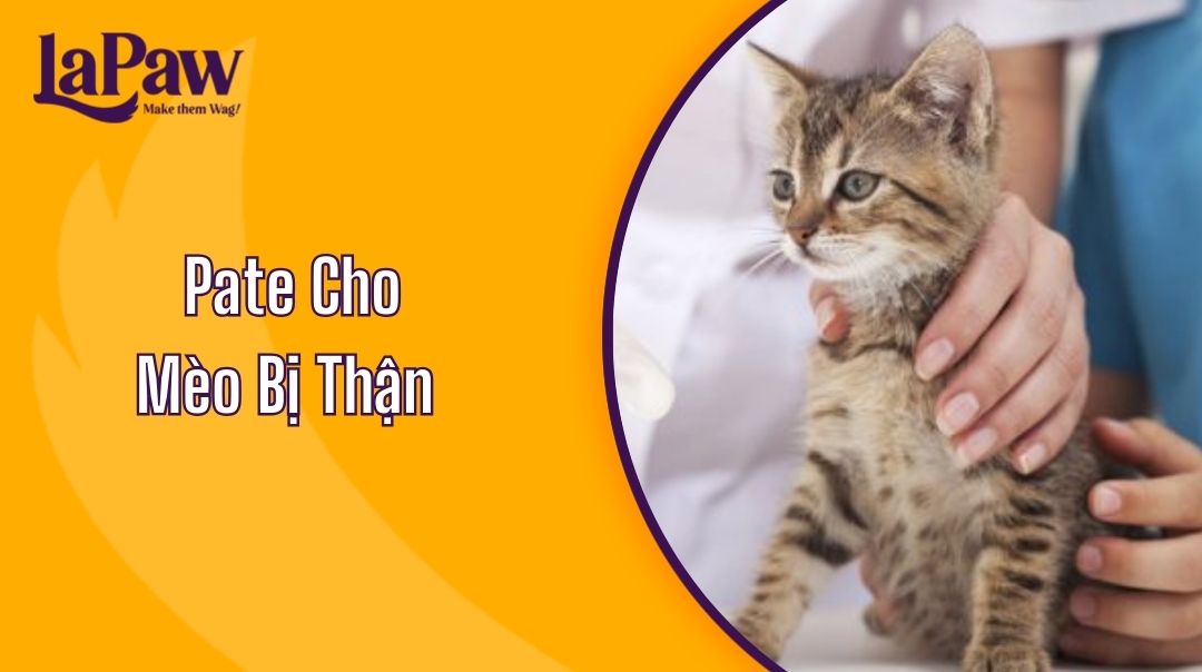 Pate Cho Mèo Bị Thận