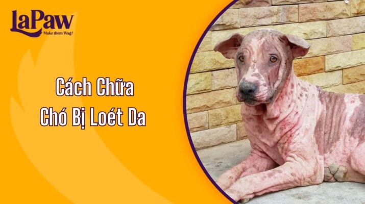 Cách Chữa Chó Bị Loét Da