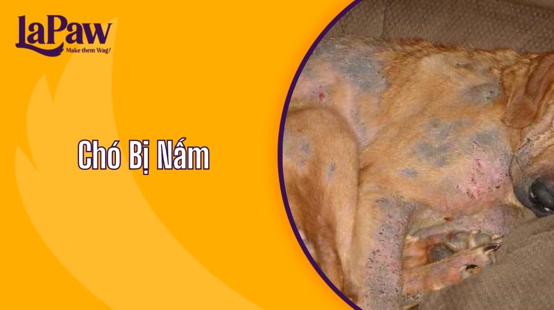 Chó Bị Nấm Có Nguy Hiểm Không?