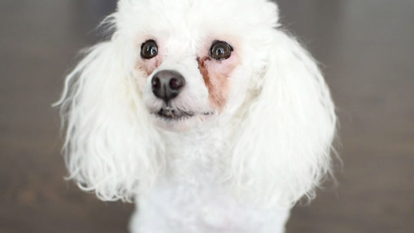 Tại sao chó Poodle hay bị chảy nước mắt?
