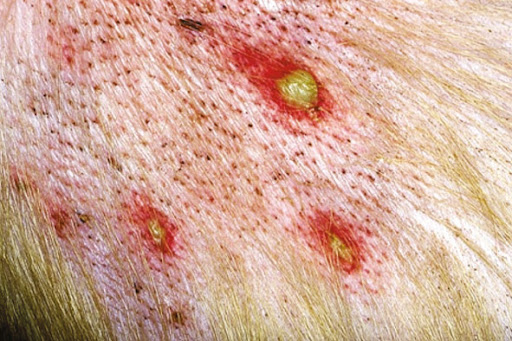 Tìm hiểu về tình trạng chó bị loét da chảy mủ