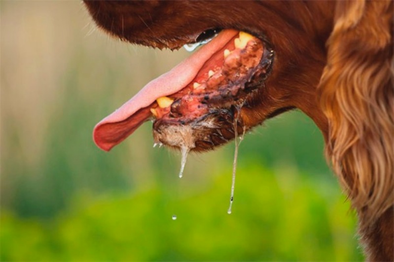 Cách xử lý khi chó bị chảy nước miếng