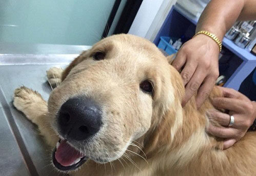 Cách xử lý khi chó bị ong đốt