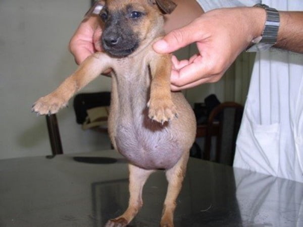 Cách xử lý khi chó con bị chướng bụng