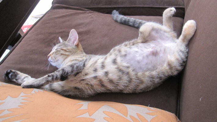 Cách xử lý khi mèo bị chướng bụng