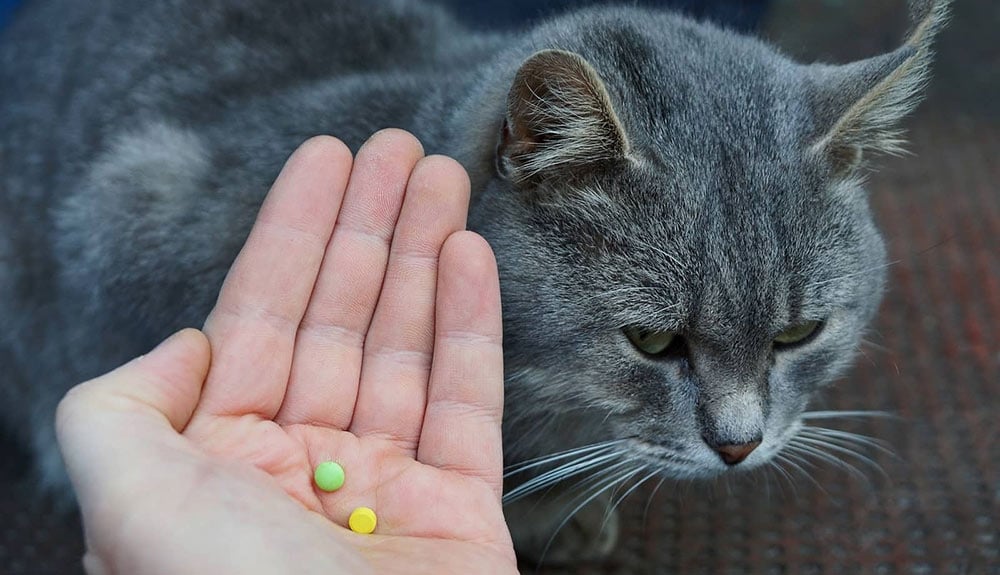 Cách xử lý khi mèo bị ho khạc như hóc xương