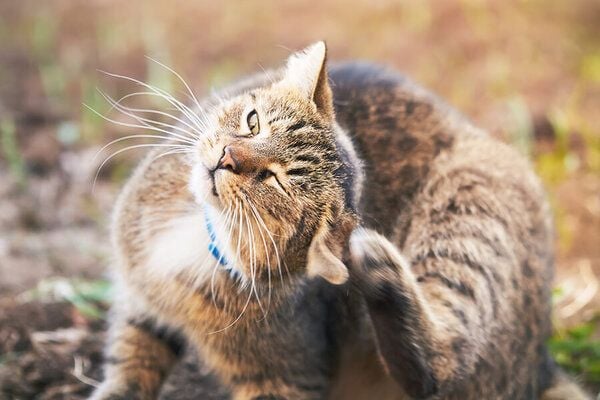 Cách xử lý khi mèo bị rụng râu