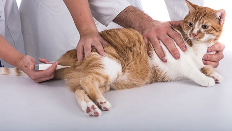 Cách xử lý khi mèo bị sốc nhiệt