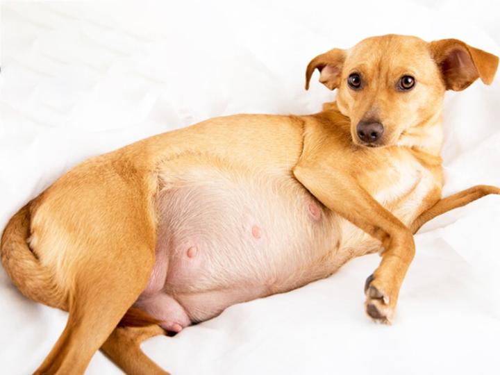 Chó con bị chướng bụng là gì?