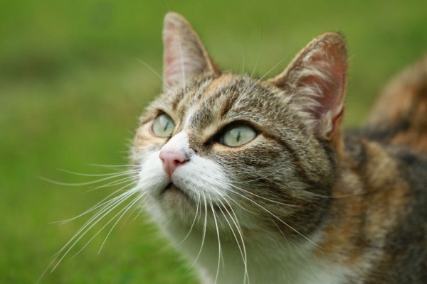Chức năng quan trọng của râu mèo