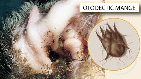 Dấu hiệu mèo bị rận tai