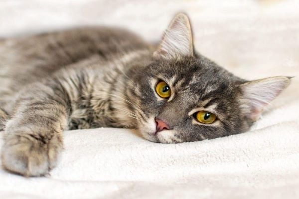 Khi nào cần đưa mèo đến thú y ngay?