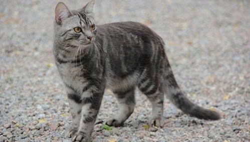 Mèo bị gù lưng là gì?