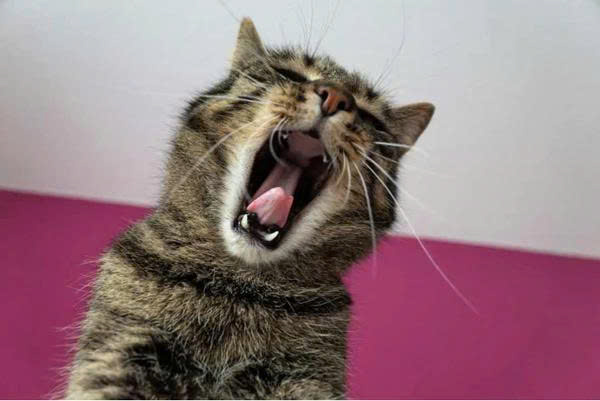 Mèo bị ho khạc là gì?