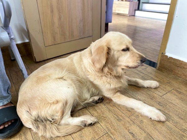 Nguyên nhân chó bị chướng bụng