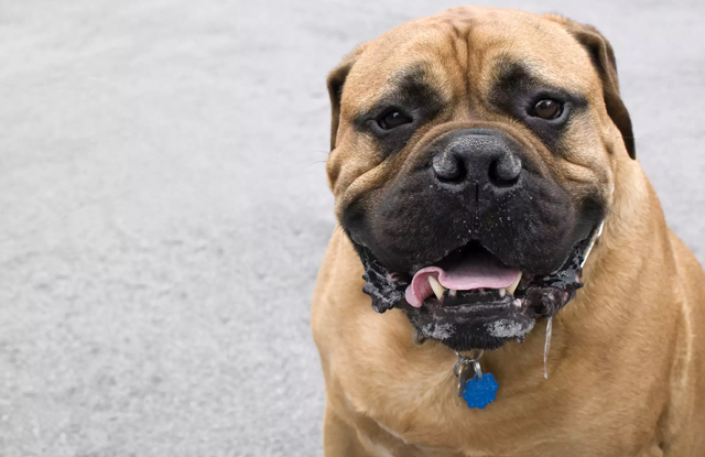 Nguyên nhân khiến chó bị chảy nước miếng
