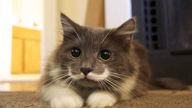 Nguyên nhân khiến mèo bị rụng râu