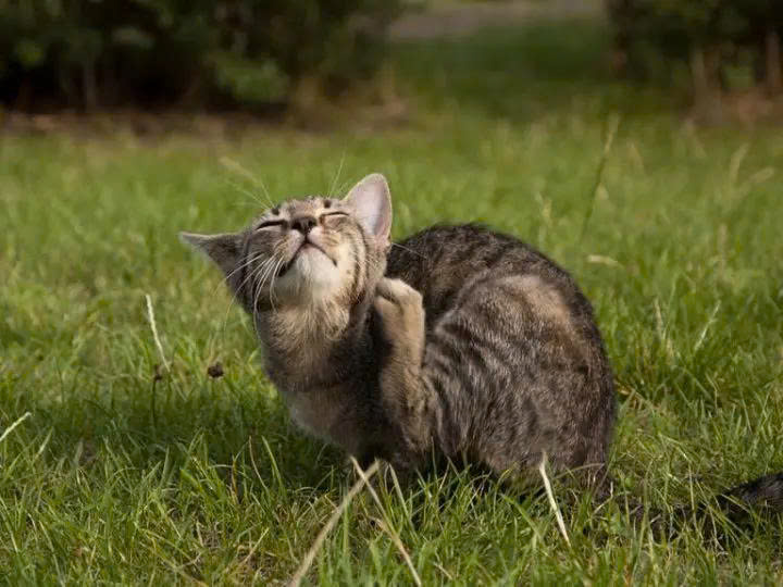 Dấu hiệu mèo bị rậnDấu hiệu mèo bị rận