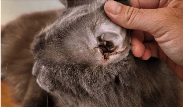 Rận tai mèo là gì?