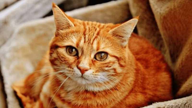 Ria mép mèo có mọc lại không? Chu kỳ phát triển tự nhiên