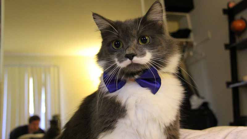 Ria mép mèo là gì?