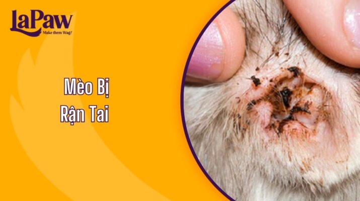 Mèo Bị Rận Tai