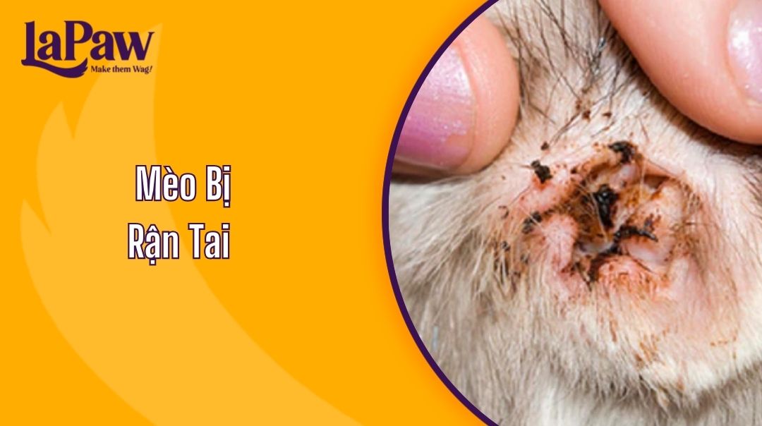 Mèo Bị Rận Tai