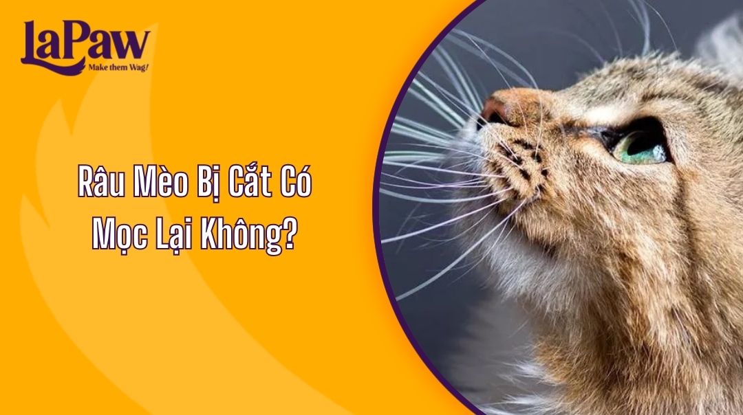 Râu Mèo Bị Cắt Có Mọc Lại Không?