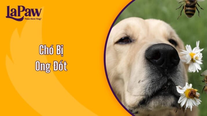 Chó Bị Ong Đốt