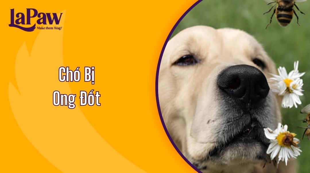 Chó Bị Ong Đốt