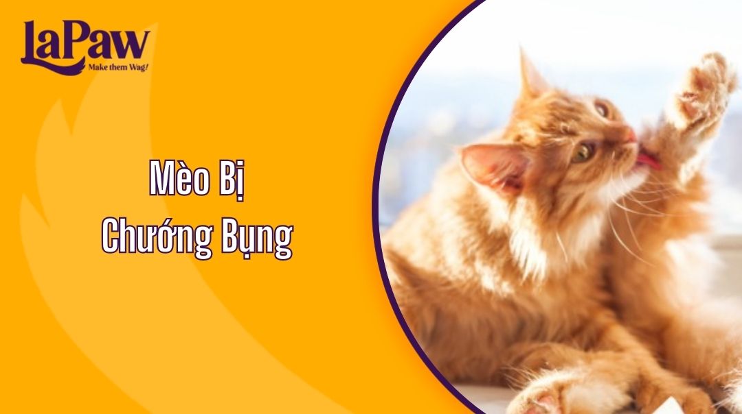 Mèo bị chướng bụng