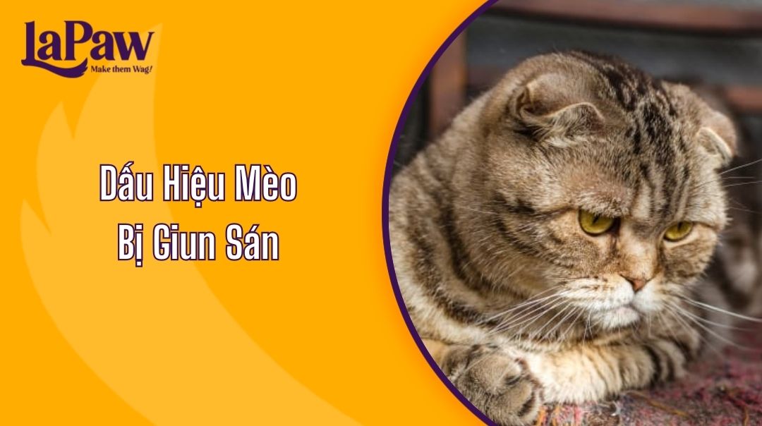 dấu hiệu mèo bị giun sán