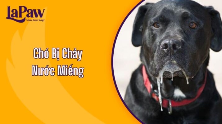 Chó Bị Chảy Nước Miếng