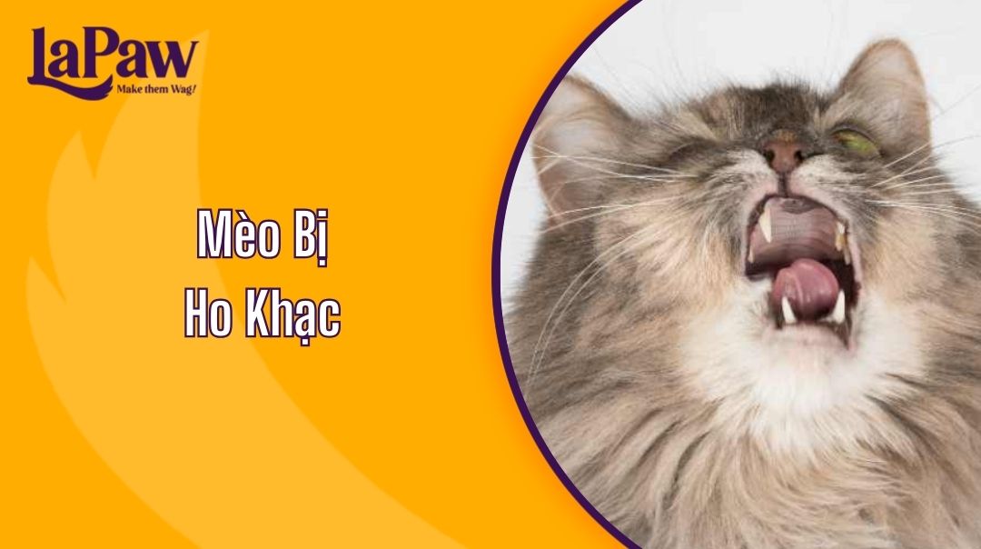 mèo bị ho khạc
