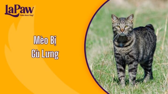 Mèo Bị Gù Lưng