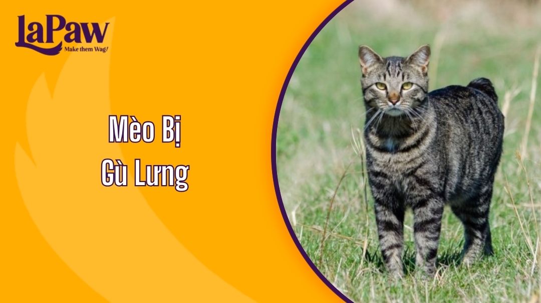 Mèo Bị Gù Lưng