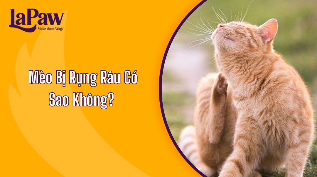 Mèo Bị Rụng Râu Có Sao Không?