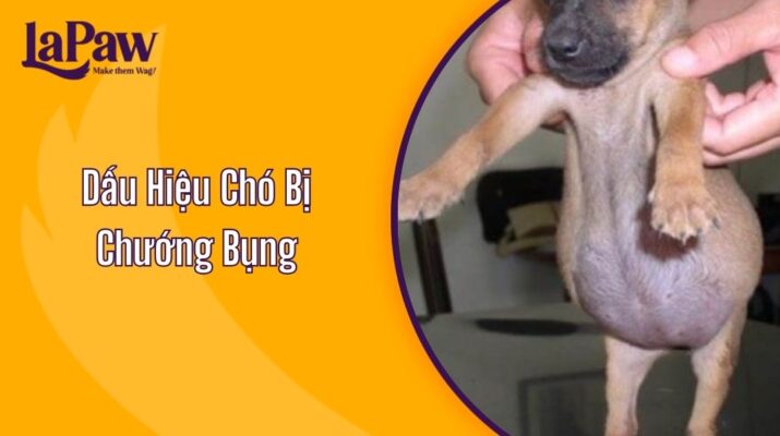 Dấu Hiệu Chó Bị Chướng Bụng
