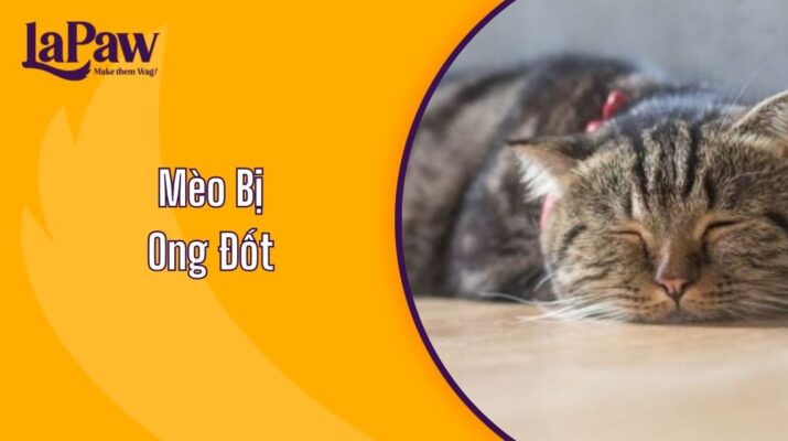 Cách xử lý khi mèo bị ong đốt