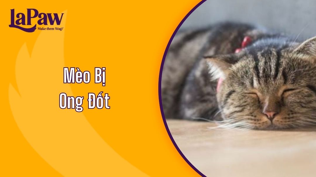 Cách xử lý khi mèo bị ong đốt