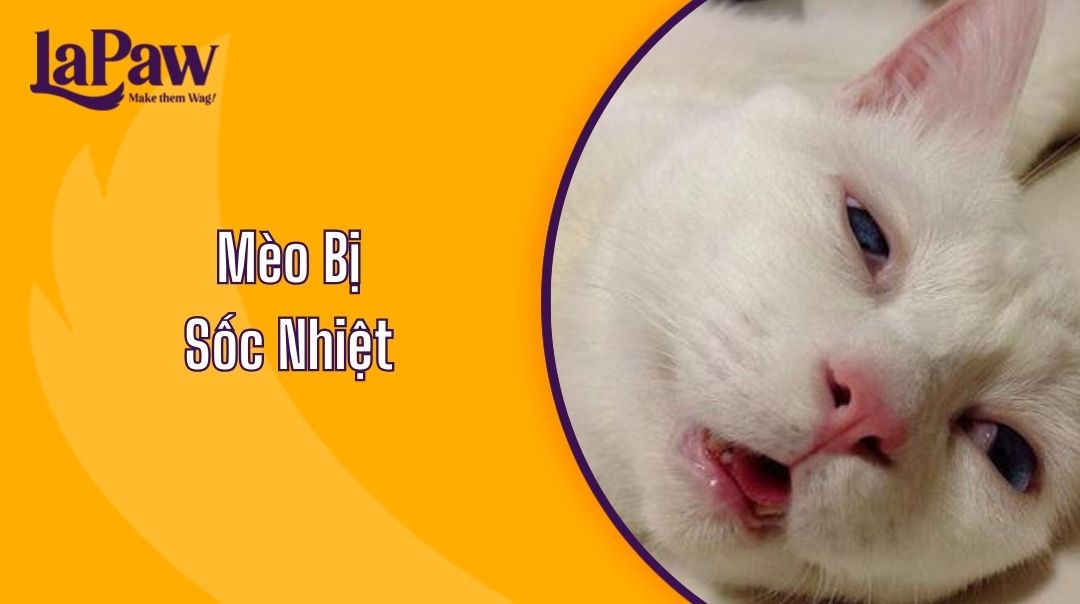 Mèo Bị Sốc Nhiệt