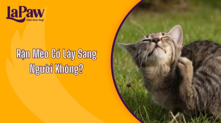 Rận Mèo Có Lây Sang Người Không?