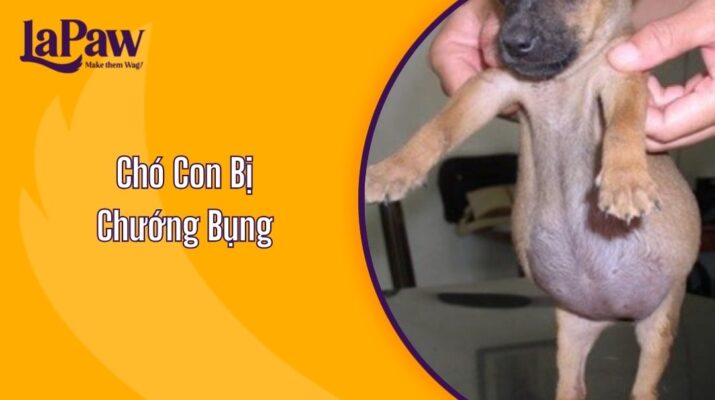 Chó Con Bị Chướng Bụng