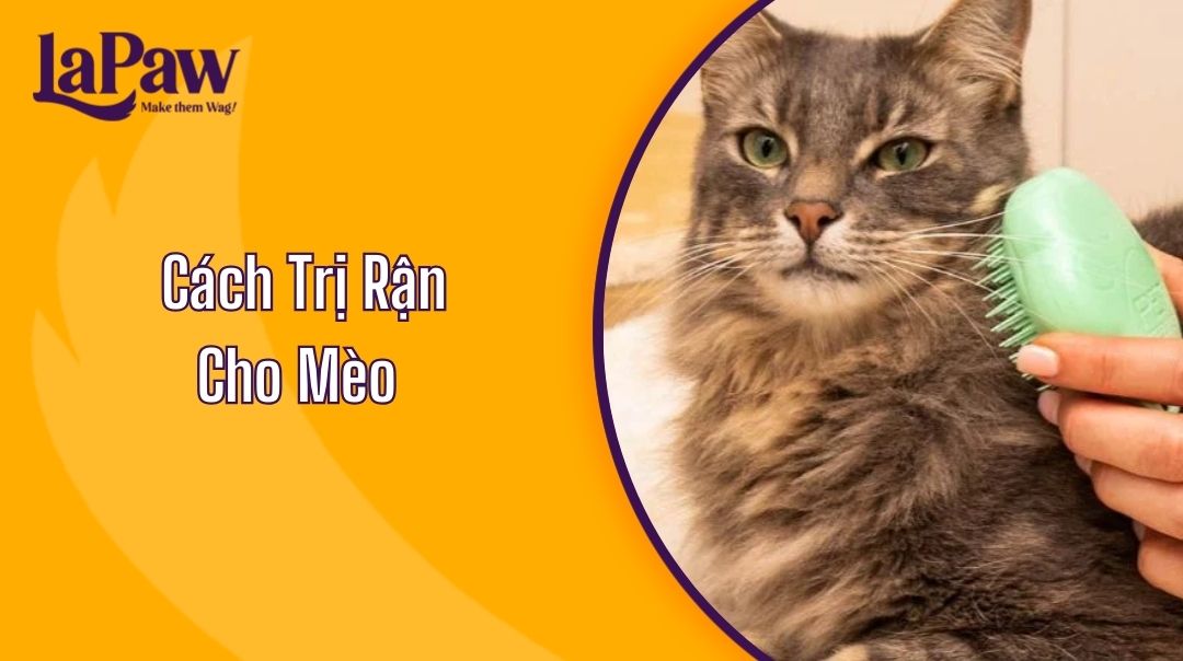 Cách Trị Rận Cho Mèo Hiệu Quả Và An Toàn